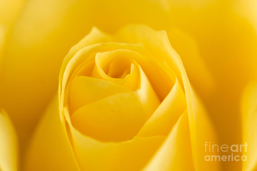 Yellow Rose Macro 1 Photograph by Steve Purnell