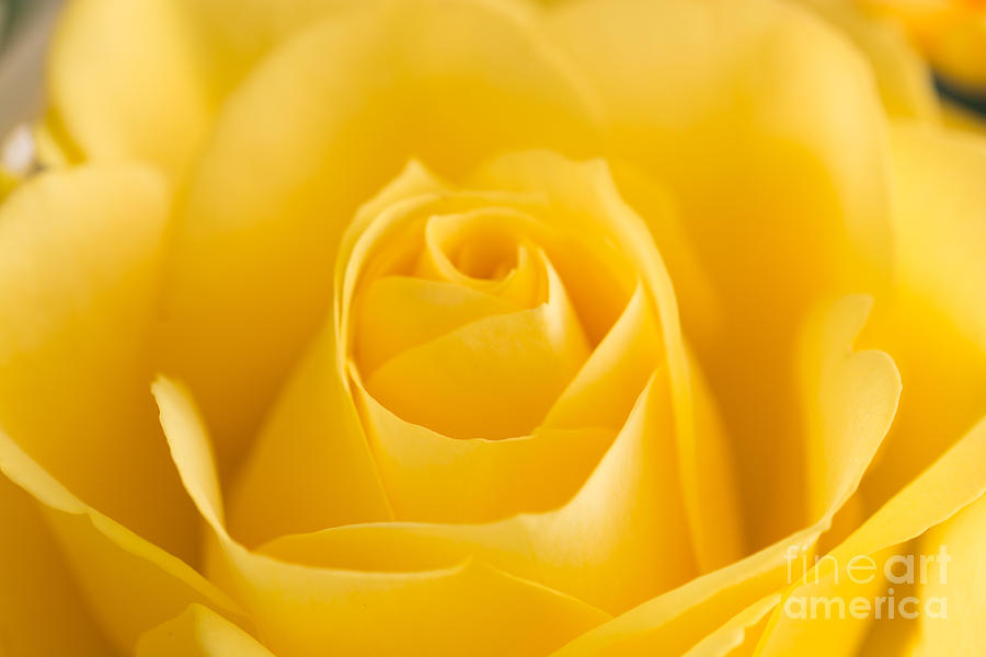 Nature Photograph - Yellow Rose Macro 2 by Steve Purnell