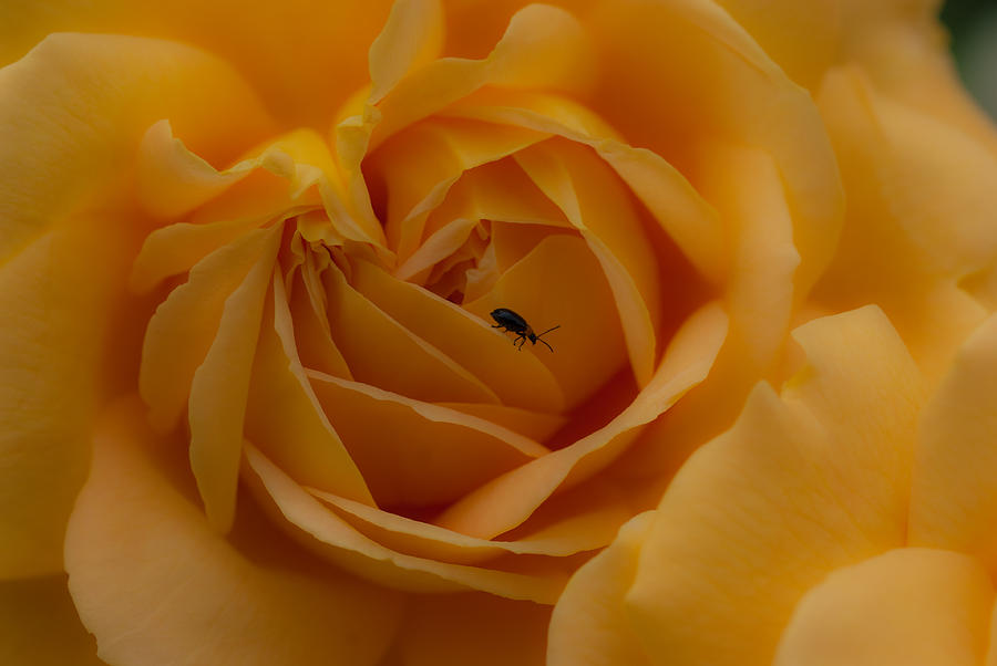 Yellow rose  Photograph by Marco Busoni