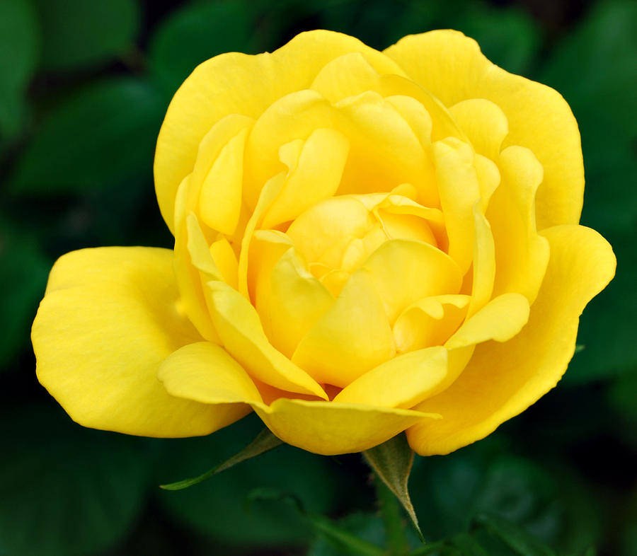 Summer Photograph - Yellow Rose by Marilynne Bull