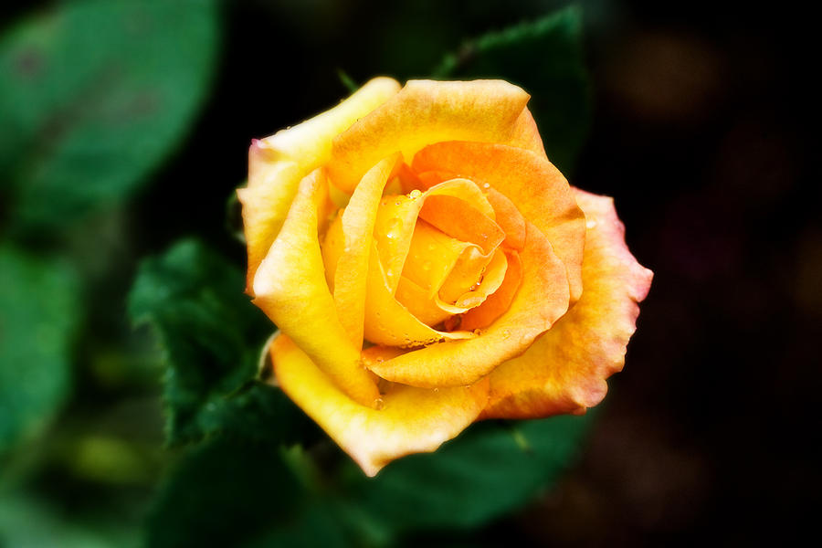 Yellow Rose Photograph by Mark Currier