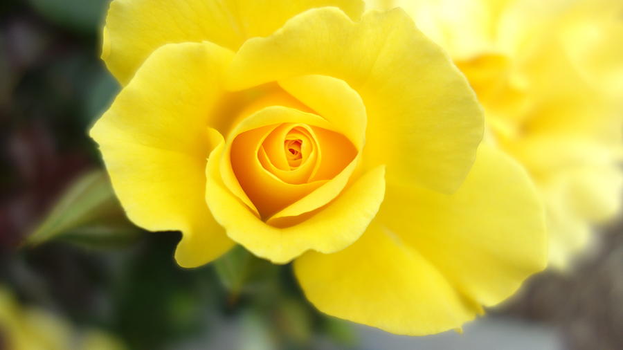 Yellow Rose by Matthew Bamberg Yellow Rose by Matthew Bamberg