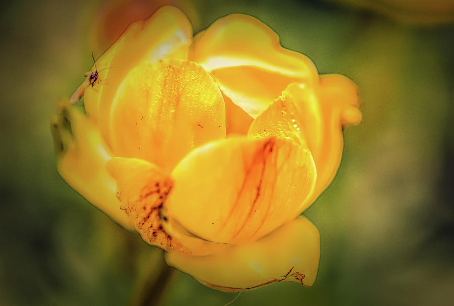 Yellow rose May 2016.  Photograph by Leif Sohlman