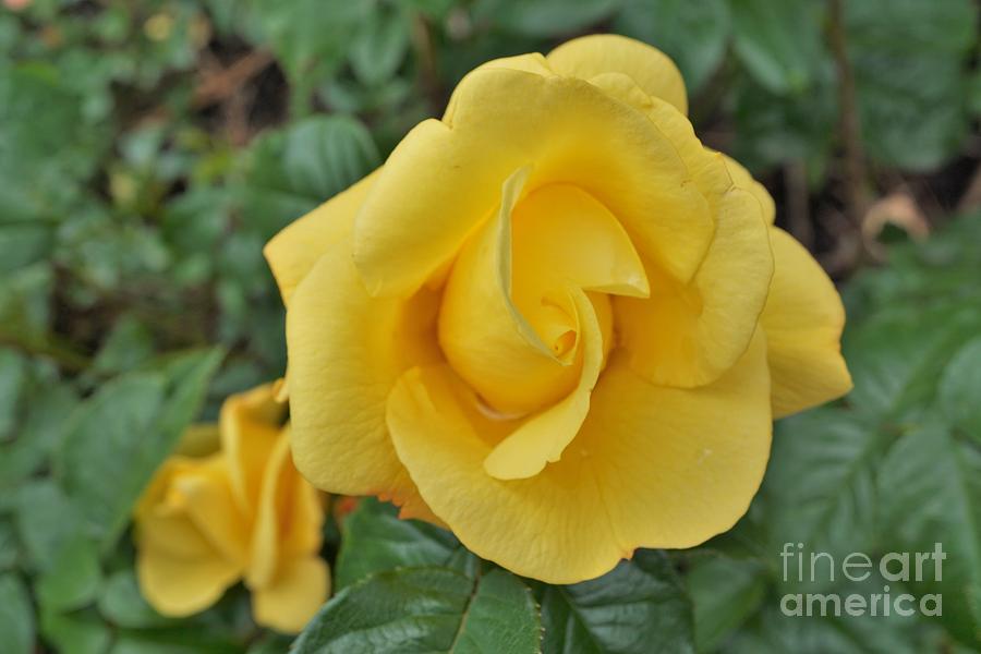 Yellow rose Photograph by Merle Grenz