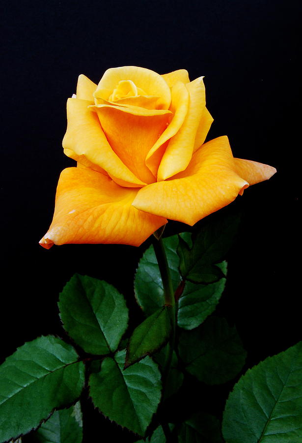 Yellow Rose Photograph by Michael Peychich
