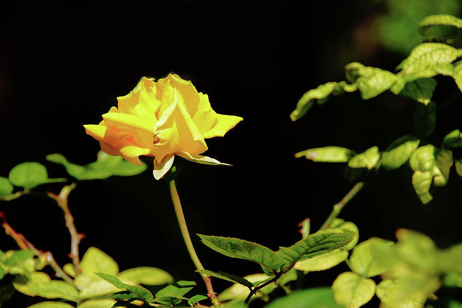 Yellow Rose  Photograph by Mike Murdock