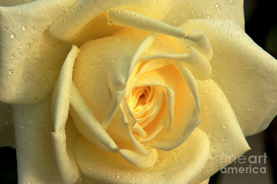 Yellow Rose Photograph by Nicola Fiscarelli