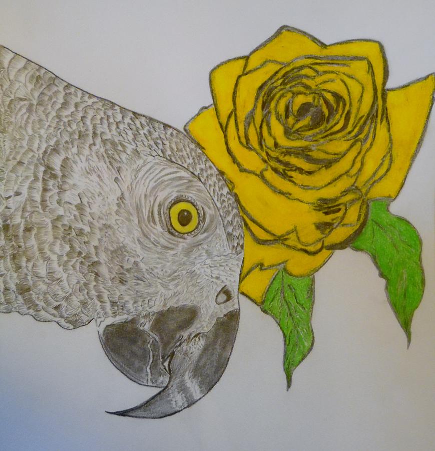 Parrot Drawing - Yellow Rose by Nicole Burrell