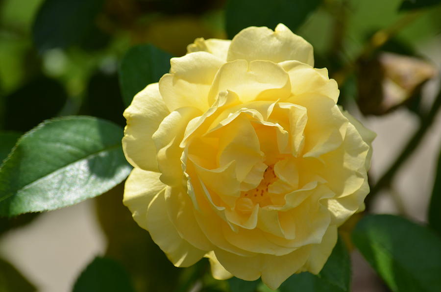Yellow Rose of Alabama Photograph by Maria Urso