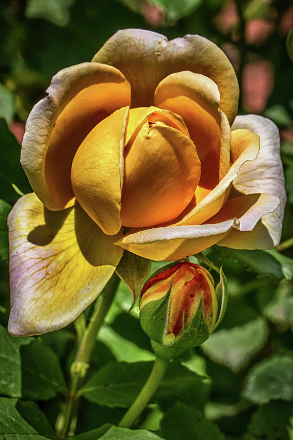 Yellow Rose of Asheville Photograph by John Haldane