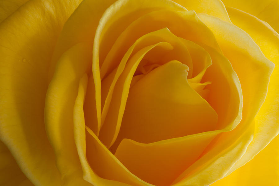 Yellow Rose of California Photograph by Mark Alder