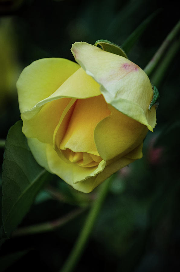 Yellow Rose of Friendship Photograph by GeeLeesa Productions