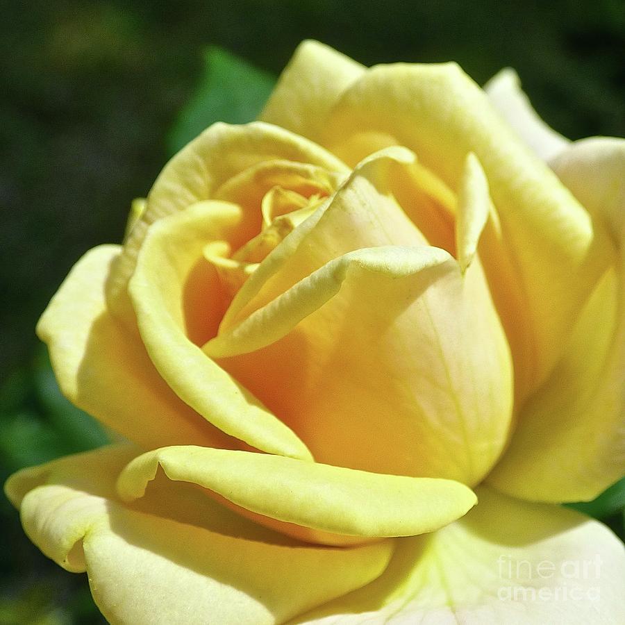 Yellow Rose of Friendship Photograph by Jean Wright