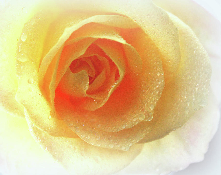 Yellow Rose of Heaven Photograph by The Art Of Marilyn Ridoutt-Greene