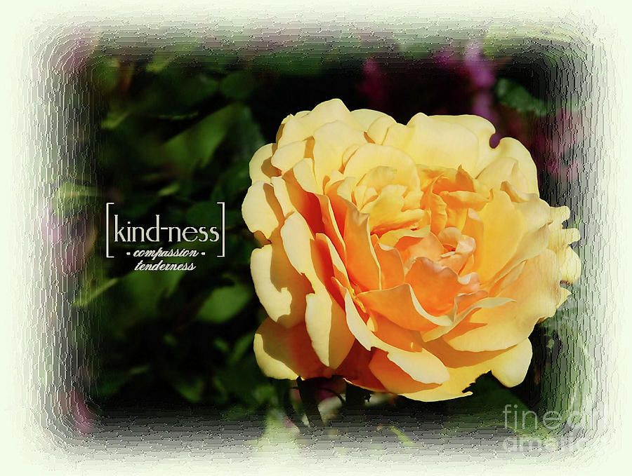 Yellow Rose of Kindness Photograph by Elaine Manley