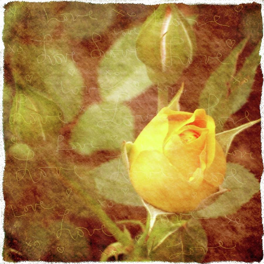 Yellow Rose of Love Photograph by Cathie Tyler | Fine Art America