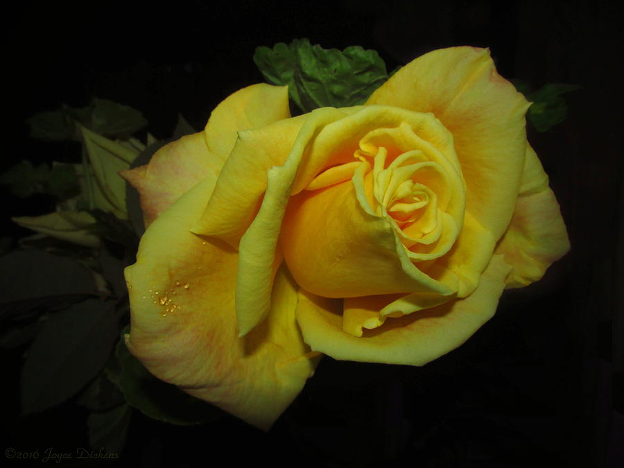 Flower Photograph - Yellow Rose Of Love by Joyce Dickens