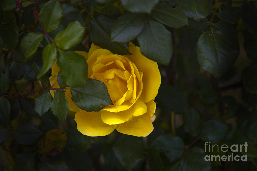 Yellow Rose Of Madre Tierra Photograph by Al Bourassa