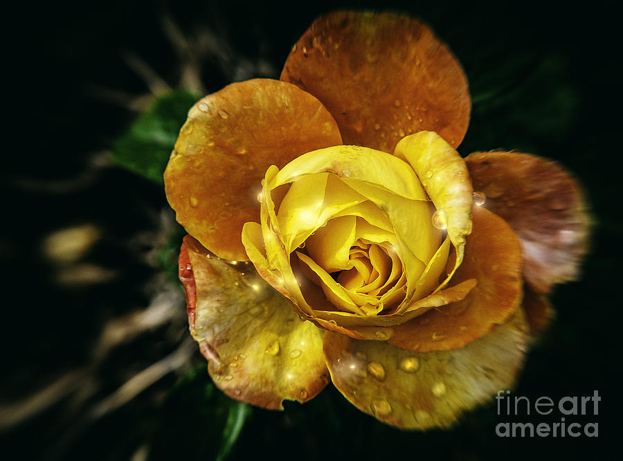 Yellow Rose of Mexico Photograph by Barry Weiss