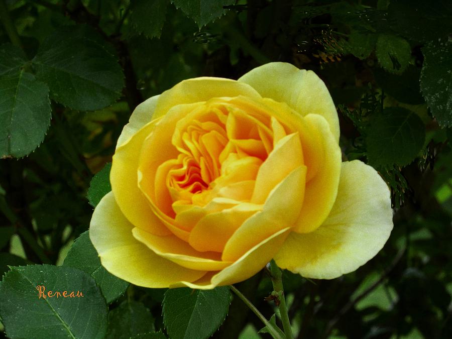 Yellow Rose Of Tacoma Photograph by A L Sadie Reneau