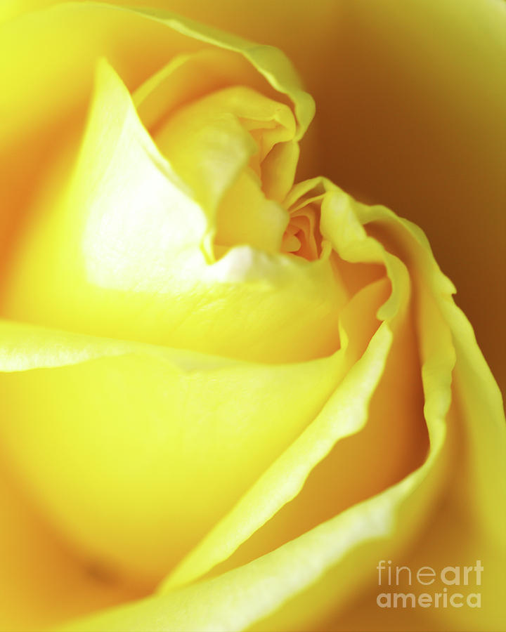Yellow Rose of Texas Photograph by Stephen Melia