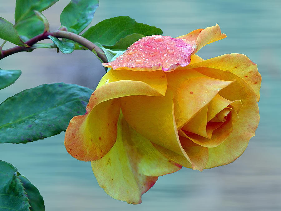 Flowers Still Life Photograph - Yellow rose of Texas by Evelyn Patrick