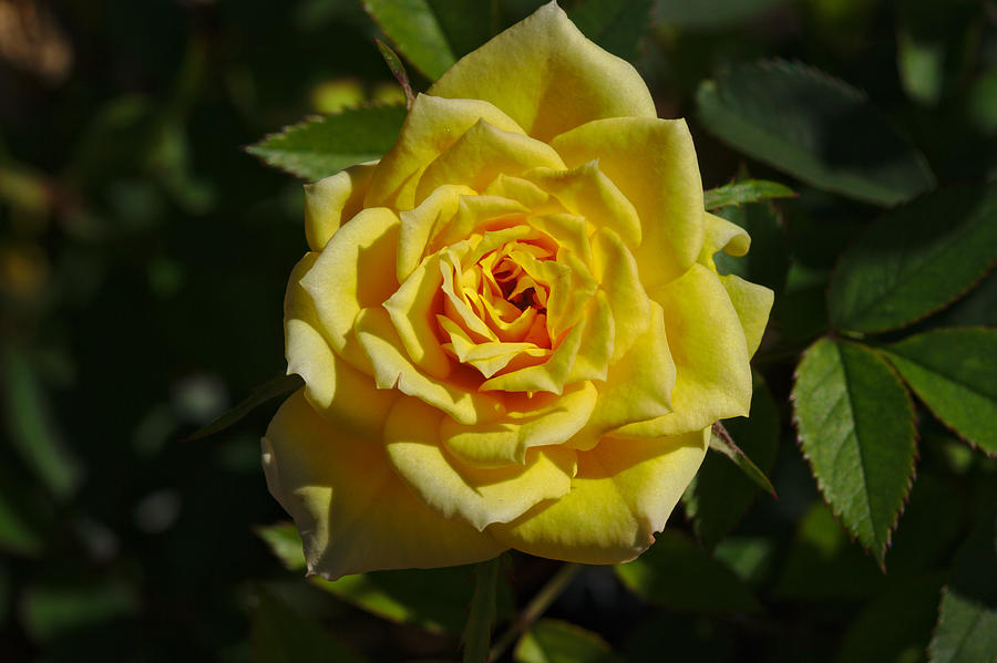 Yellow rose of Texas Photograph by James Smullins