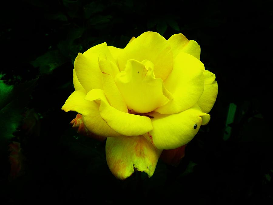 Yellow Rose of Texas Photograph by Jeanette Oberholtzer