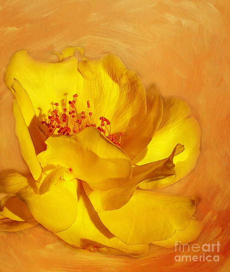 Yellow Rose of Texas Photograph by Judi Bagwell