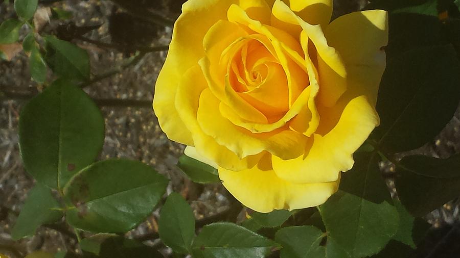 Rose Photograph - Yellow Rose of Texas by Laura Shepherd