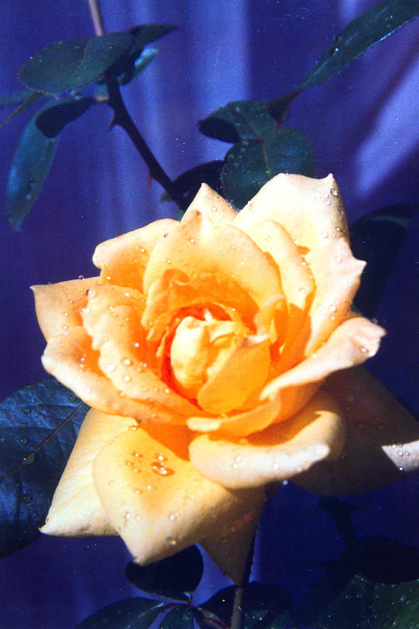 Yellow Rose of Texas Photograph by M Diane Bonaparte