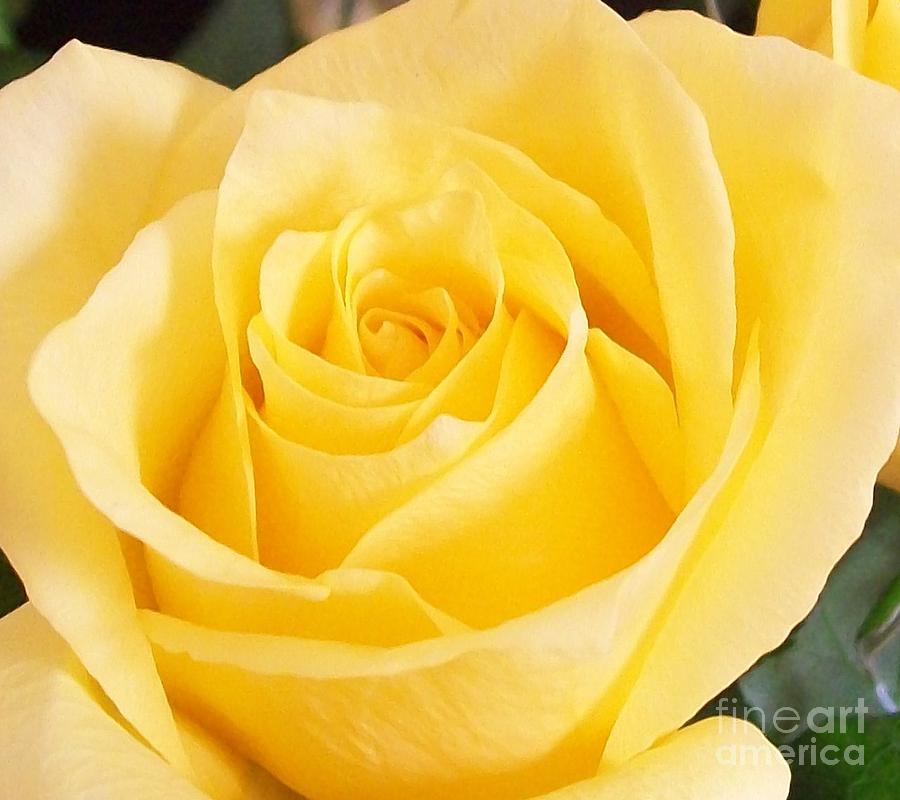 Yellow Rose Of Texas Photograph By Marsha Heiken