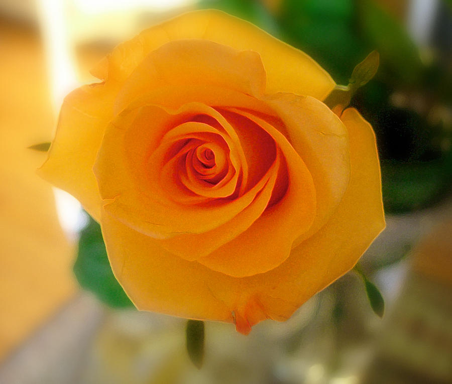 Yellow Rose of Texas Photograph by Sandra Selle Rodriguez
