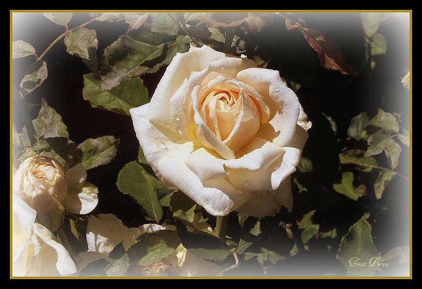 Yellow Rose of Texas Photograph by Trina Prenzi