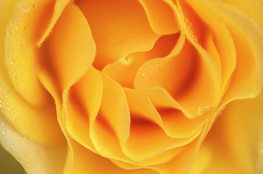 Yellow rose of Texas Photograph by Usha Peddamatham