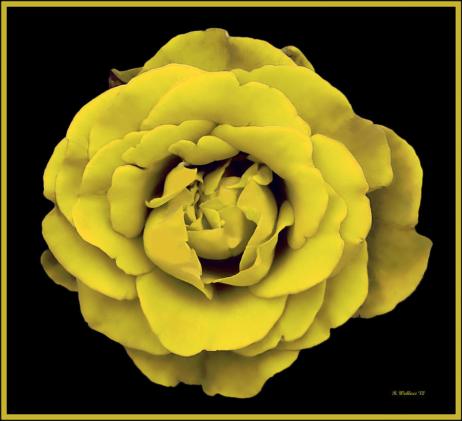 Yellow Rose On Black Photograph by Brian Wallace