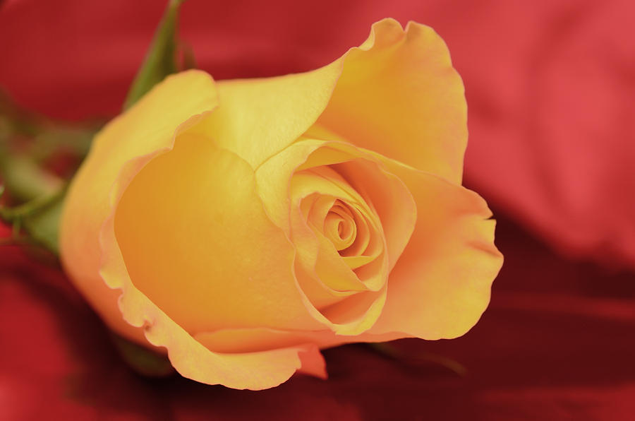 Yellow Rose on Red Photograph by Laura Mountainspring