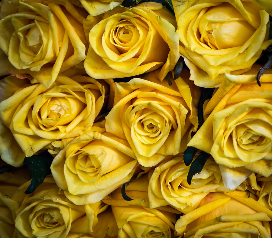 Yellow Rose Pattern Photograph by John Williams