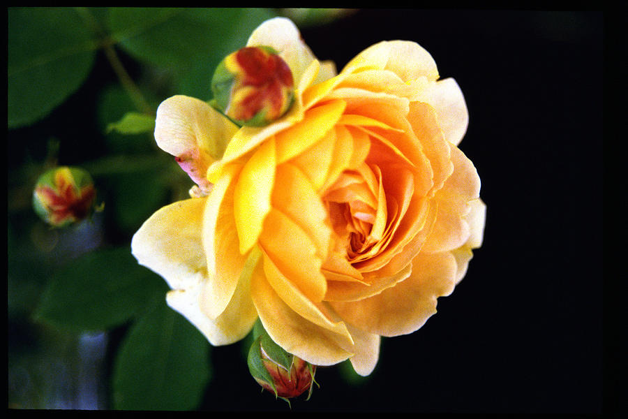 Flower Photograph - Yellow Rose by Paul  Trunk
