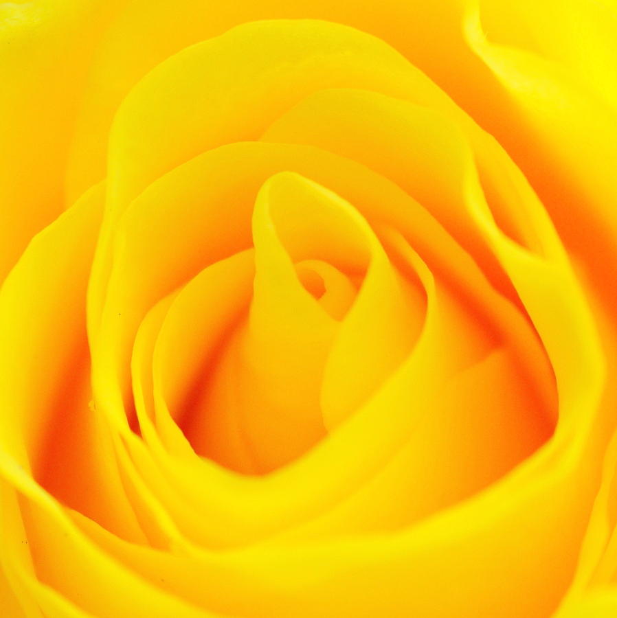 Rose Photograph - Yellow rose petals by Patrick Dinneen
