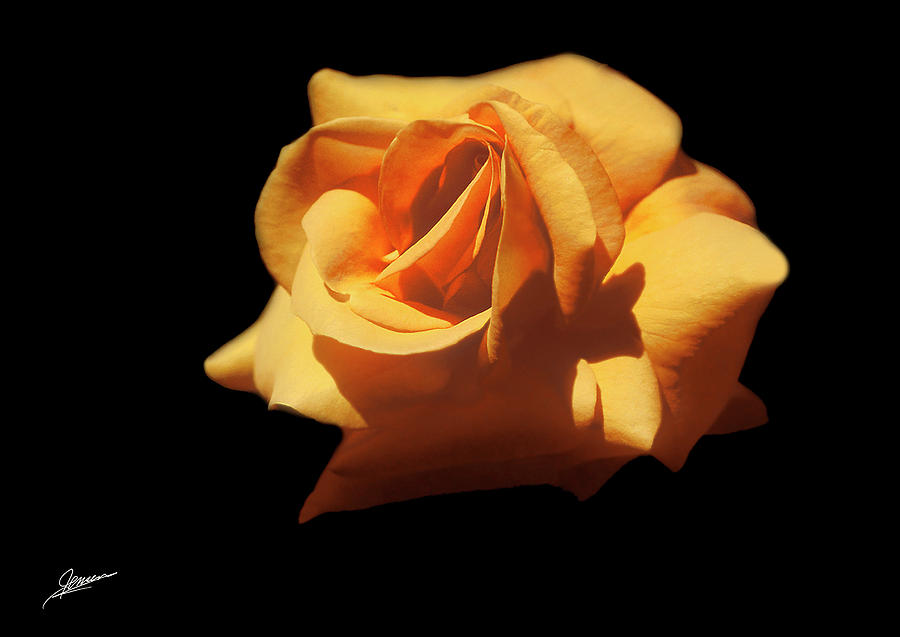 Yellow Rose Photograph by Phil Jensen
