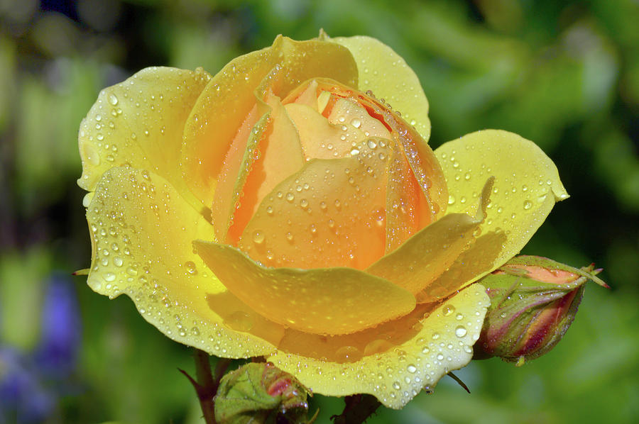 Nature Photograph - Yellow Rose Portrait by Terence Davis