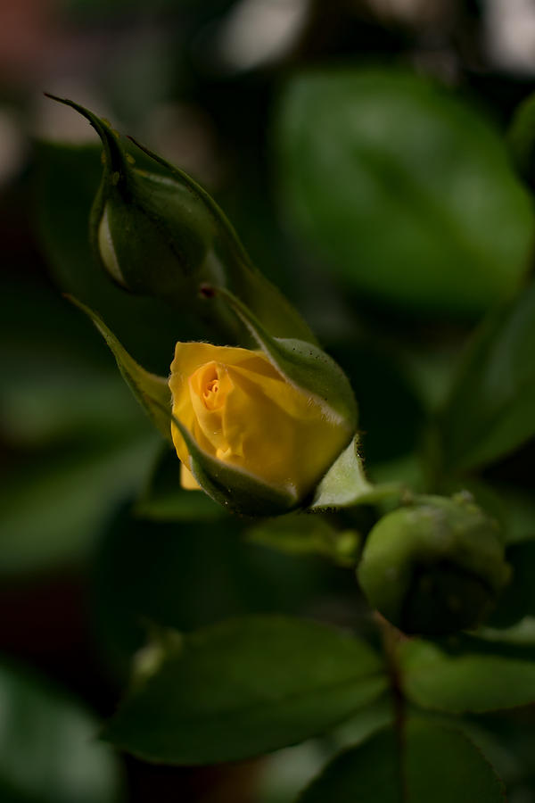 Yellow Rose Photograph by Ramabhadran Thirupattur