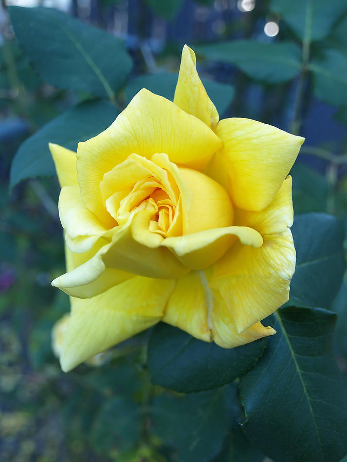 Nature Photograph - Yellow Rose by Robert Gebbie