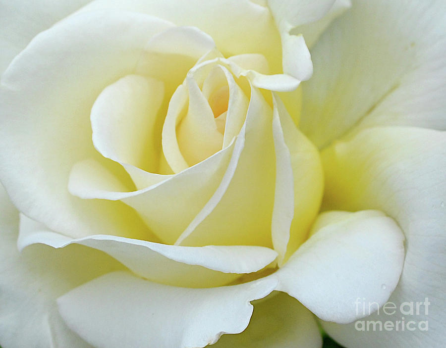 Spring Photograph - Yellow Rose No. 71 by Ron Long