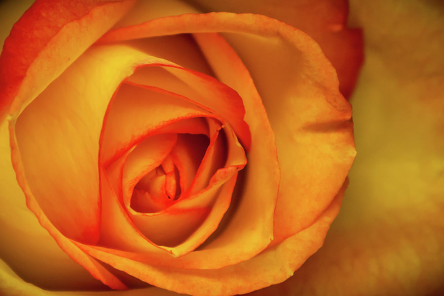Yellow Rose Photograph by Ron Pate