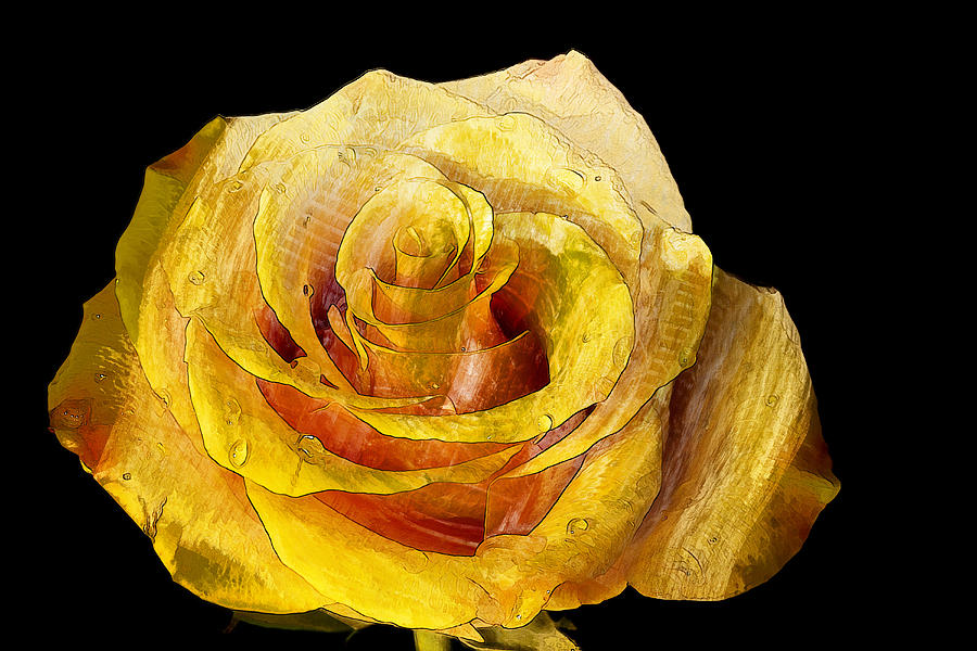 Yellow Rose Digital Art by Ronald Bolokofsky