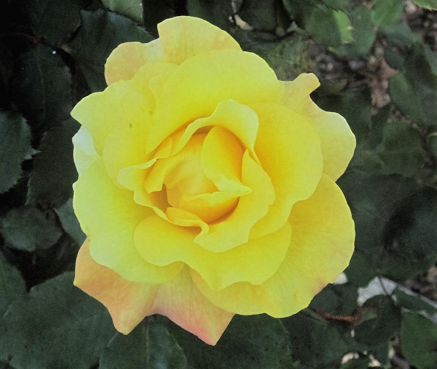 Yellow Rose - San Jose Rose Garden Photograph by Paul Meinerth