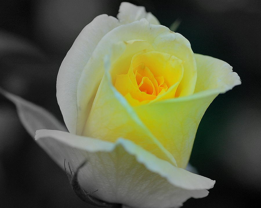 Flower Photograph - Yellow Rose by Scott Gould