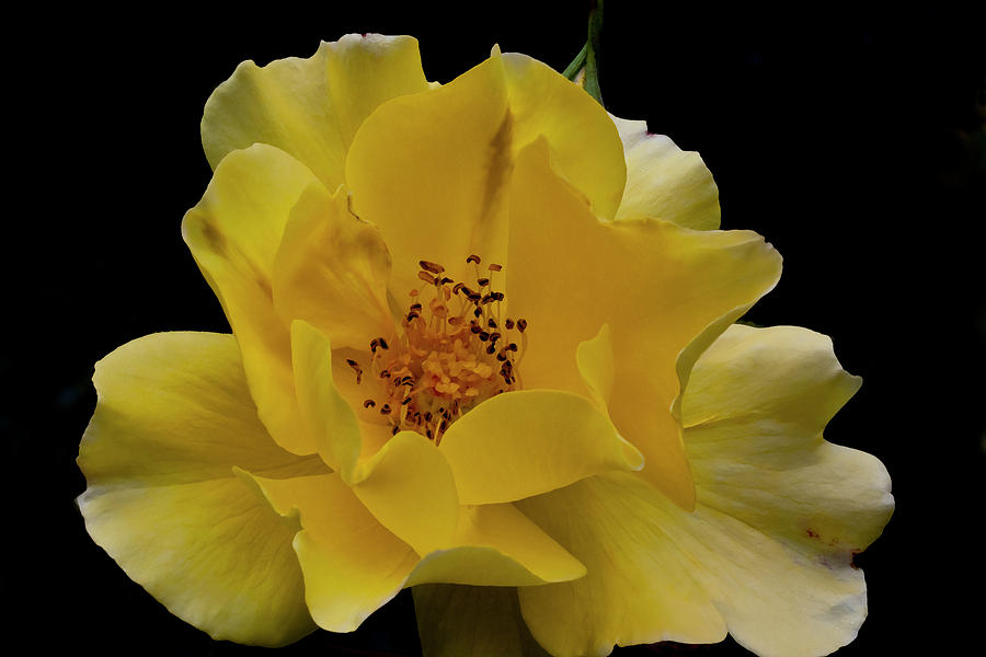 Yellow Rose Photograph by ShaddowCat Arts - Sherry